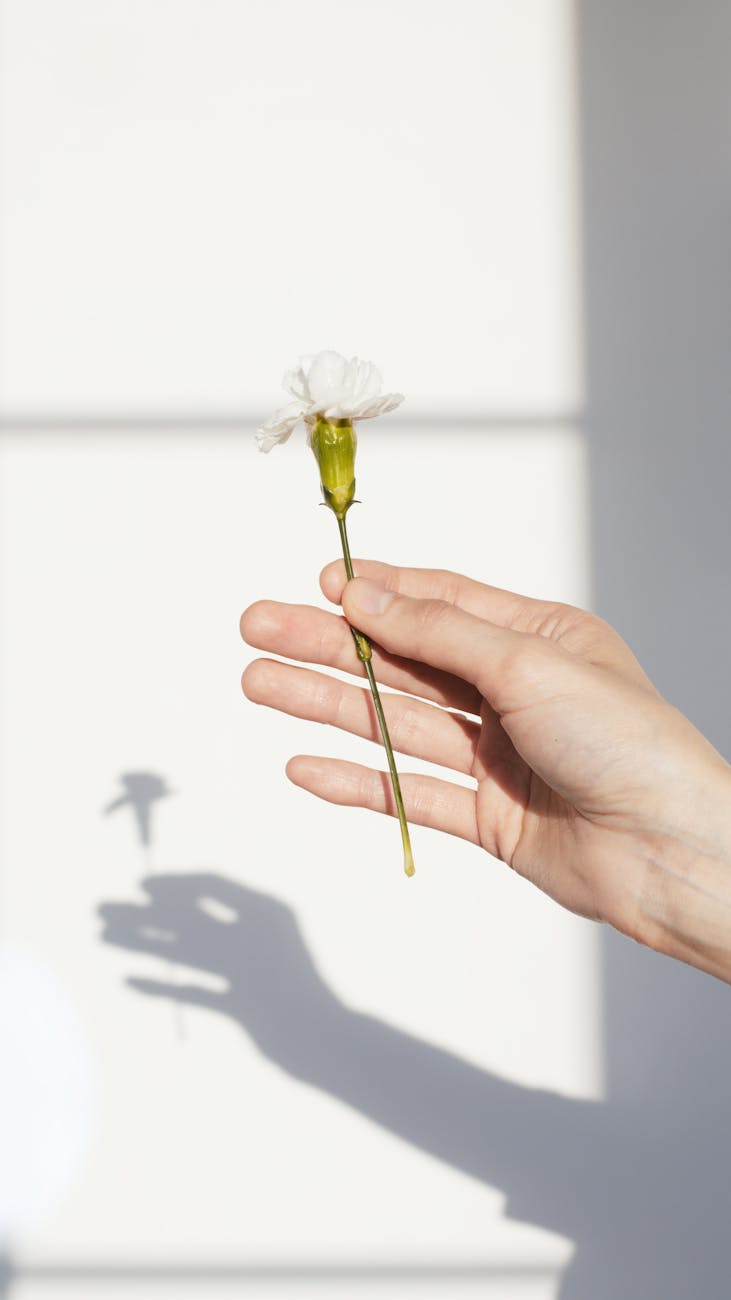person holding white flower